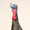 Gobbler Turkey Decoy Head (mini)